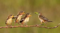 388 - FANTAIL WARBLER FEEDING CHICKS - K P MARTIN - india